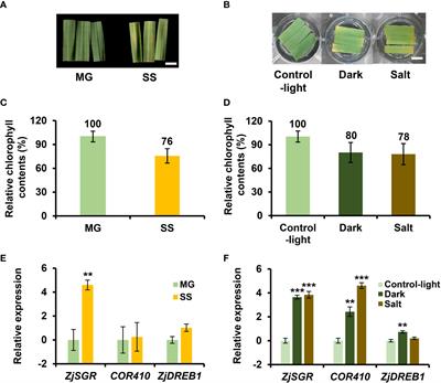 Comprehensive transcriptomic analysis of age-, dark-, and salt-induced senescence reveals underlying mechanisms and key regulators of leaf senescence in Zoysia japonica